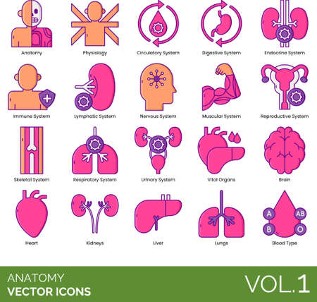 Line icons of human anatomy system, physiology, internal organsのイラスト素材