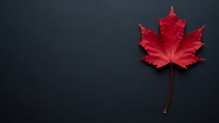 Red maple leaf on black background. Flat lay, top view.の素材