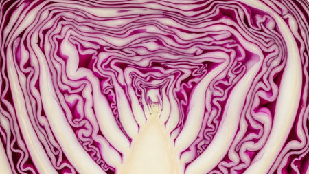 close up of red cabbage on white background. healthy food concept.の素材