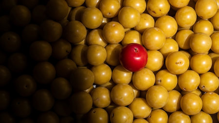 Plums and one red cherry on a background of yellow plumsの素材