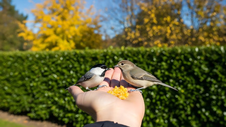 Hand holding food for birds on fingers.の素材