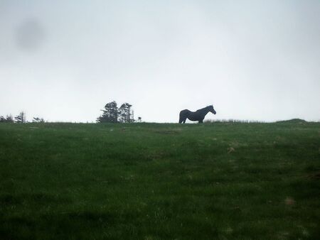 Horseの写真素材