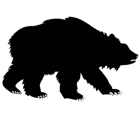 Bear on isolated white backgroundの写真素材