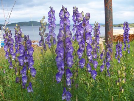 Flowersの写真素材