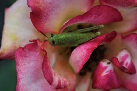 Baby grasshopper and roseの写真素材