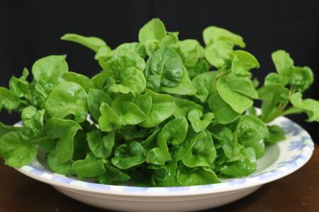 Green salad with dark background