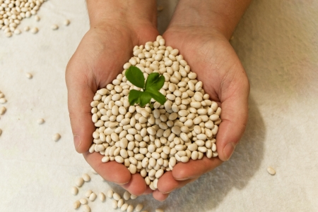 Green sprout in man's hands - a symbol of a new life