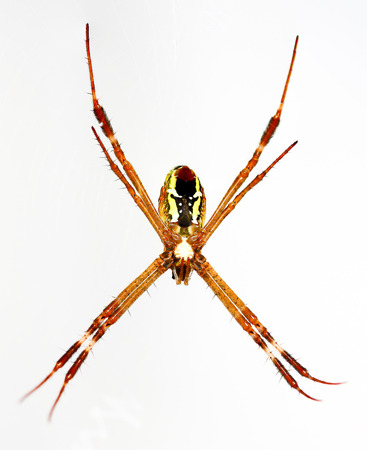 Argiope keyserlingi Spiderの写真素材