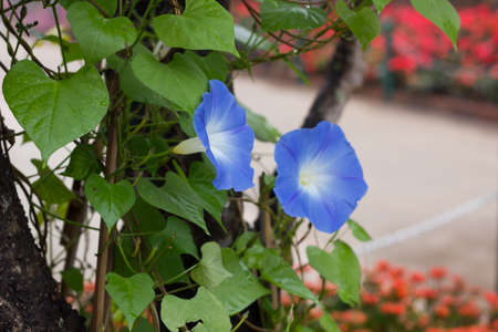 flowers in garden