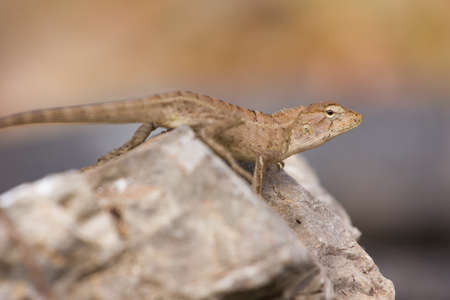 lizard on the rockの写真素材