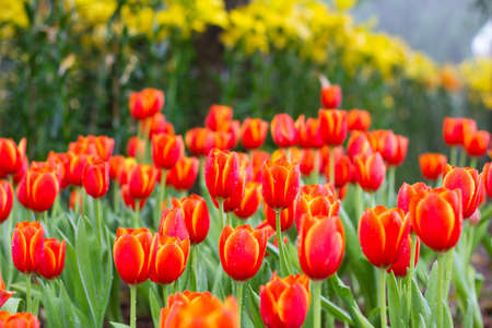 flowers in gardenの写真素材