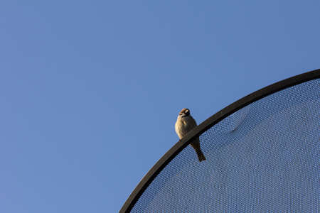 sparrow on a satellite dish