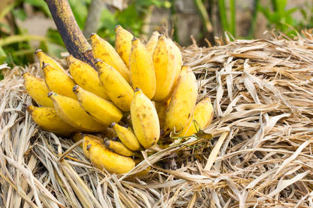 cluster of banana on rice strawの写真素材