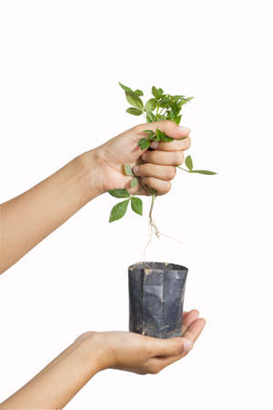 human destroys plant by pull out off black bagの写真素材