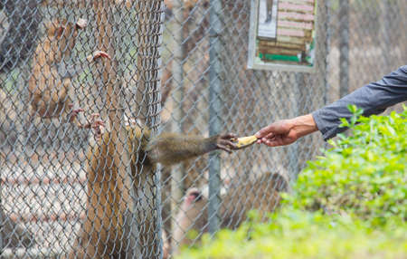 man giving banana to monkey in its cage の写真素材