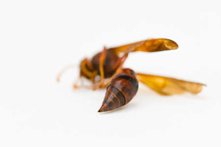 bottom of wasp isolated on white background in Thailandの写真素材