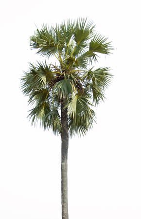 palm tree isolated on white backgroundの写真素材