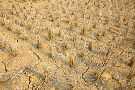 rice stubble with mud crack in rice fieldの写真素材
