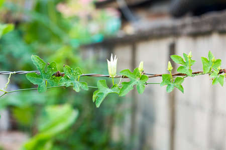 Coccinia grandis on rusty barbed wireの写真素材