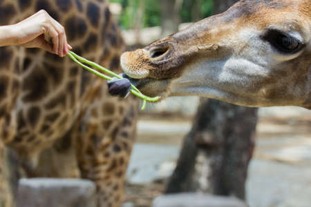 hand of female giving cowpea to giraffe in Thailandの写真素材
