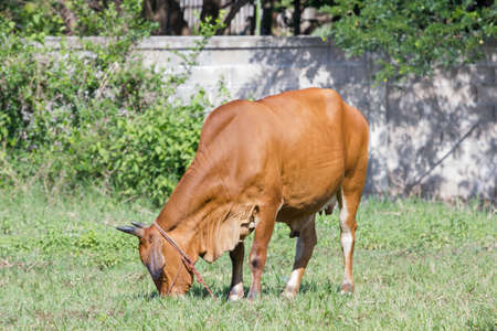 brown cow eating grass in a field in Thailandの写真素材