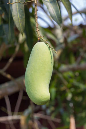 sweet green mango on tree, thailandの写真素材