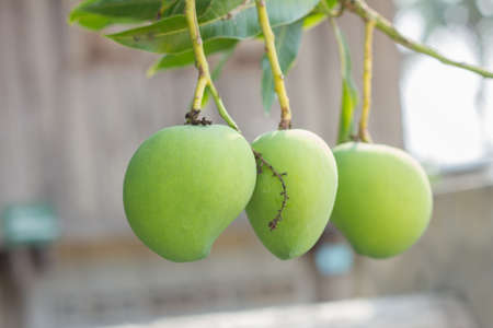 sweet green mango on tree, thailand