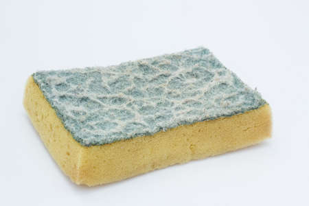 Old sponges on white backgroundの写真素材