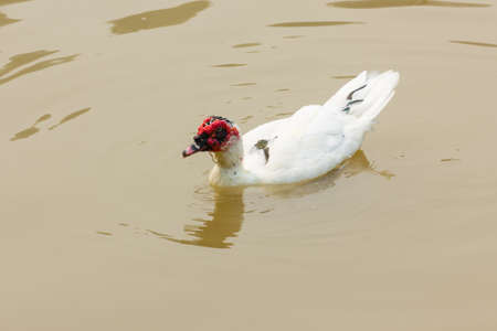 Muscovy Duck - Cairina moschata in river, thailandの写真素材