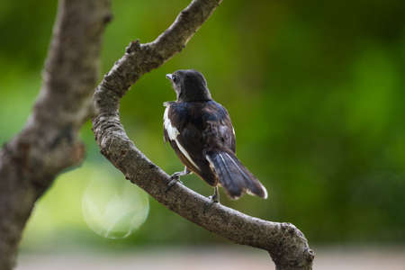 Pied Fantail Rhipidura javanica, on the treeの写真素材