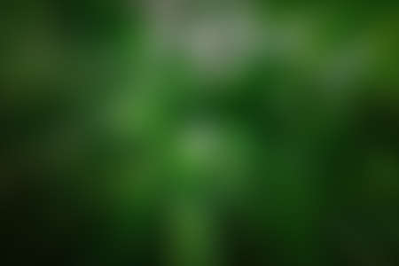 Abstract green blured color gradient background, vignetteの写真素材