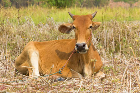 brown cow lying down on dry grass in sunshine.の写真素材