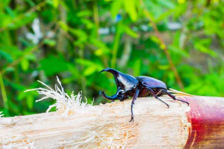 Thai rhinoceros beetle eating sugar cane.の写真素材