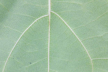 Pattern of green leaf surface background, closeup.