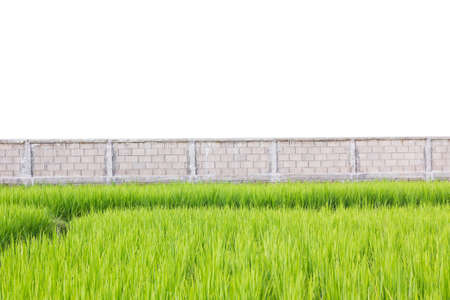Green rice plants in front of wall  isolated on white background.の写真素材