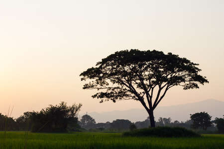 silhouette of big tree on rice fields in the evening.の写真素材