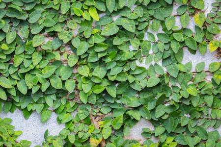 background of Coatbuttons or Mexican daisy on the wall.の写真素材