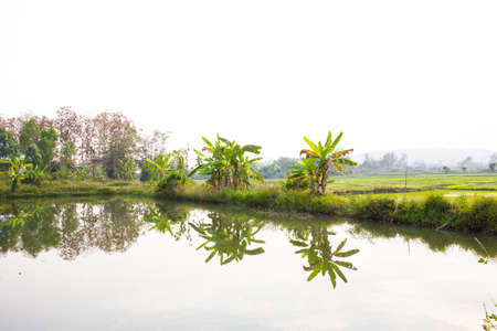 small lake near banana tree and rice field in Thailand, copyspace on topの写真素材