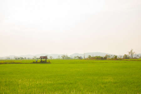Green rice field with small hut background of nature lanscape.の写真素材