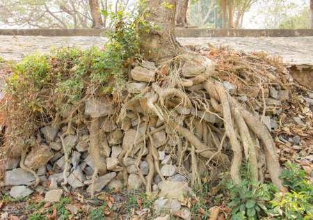 big tree roots and big stones in tropical national park  near road.の写真素材
