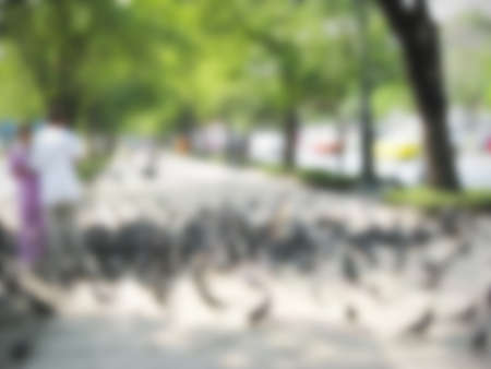 defocused of people  feeding pigeon in park