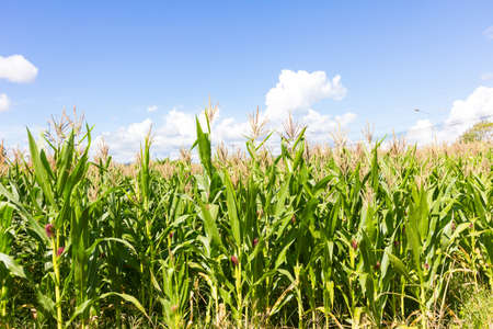 Green Corn field in the background of blue sky with clouds