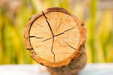 Top view of a tree stumpの写真素材