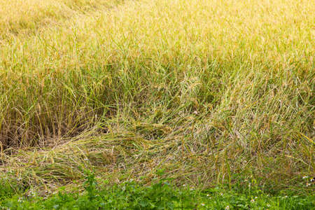 rice plant falling down because of strong wind.の写真素材