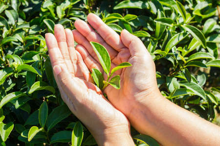Fresh tea leaves in hands over tea bush on plantation.の写真素材
