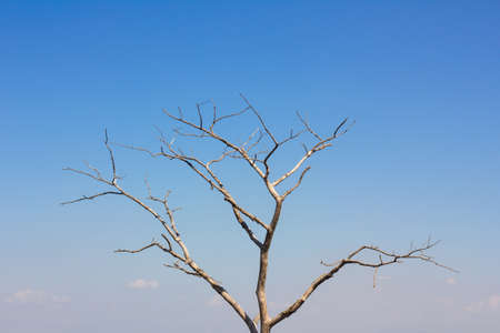Dead twigs in the background of  blue sky with some clouds.の写真素材