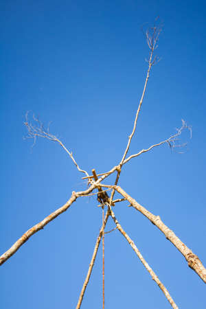 Dead twigs in the background of  blue sky with some clouds.