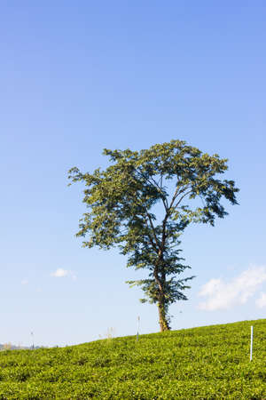 green field and lonely tree in the background of blue skyの写真素材