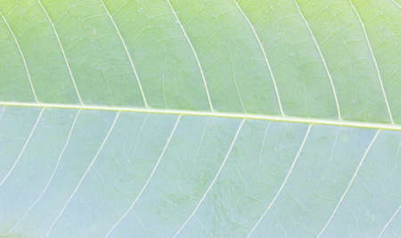 fresh green leaf close up nature background
