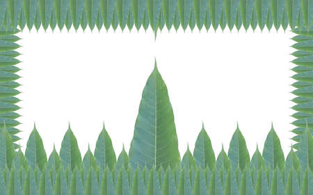 Green leaves frame isolated on white background.